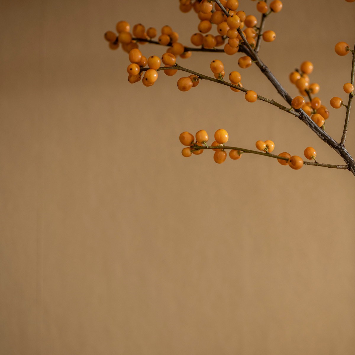 Tapet  Enfärgad & Randig Qvintus 220-09