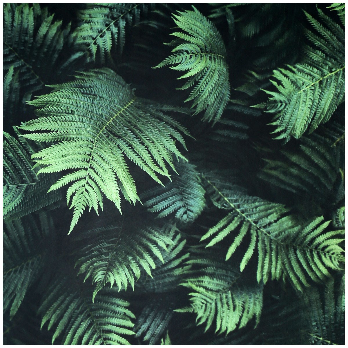 Tapet Fantasia III Fern Wall Green 907601