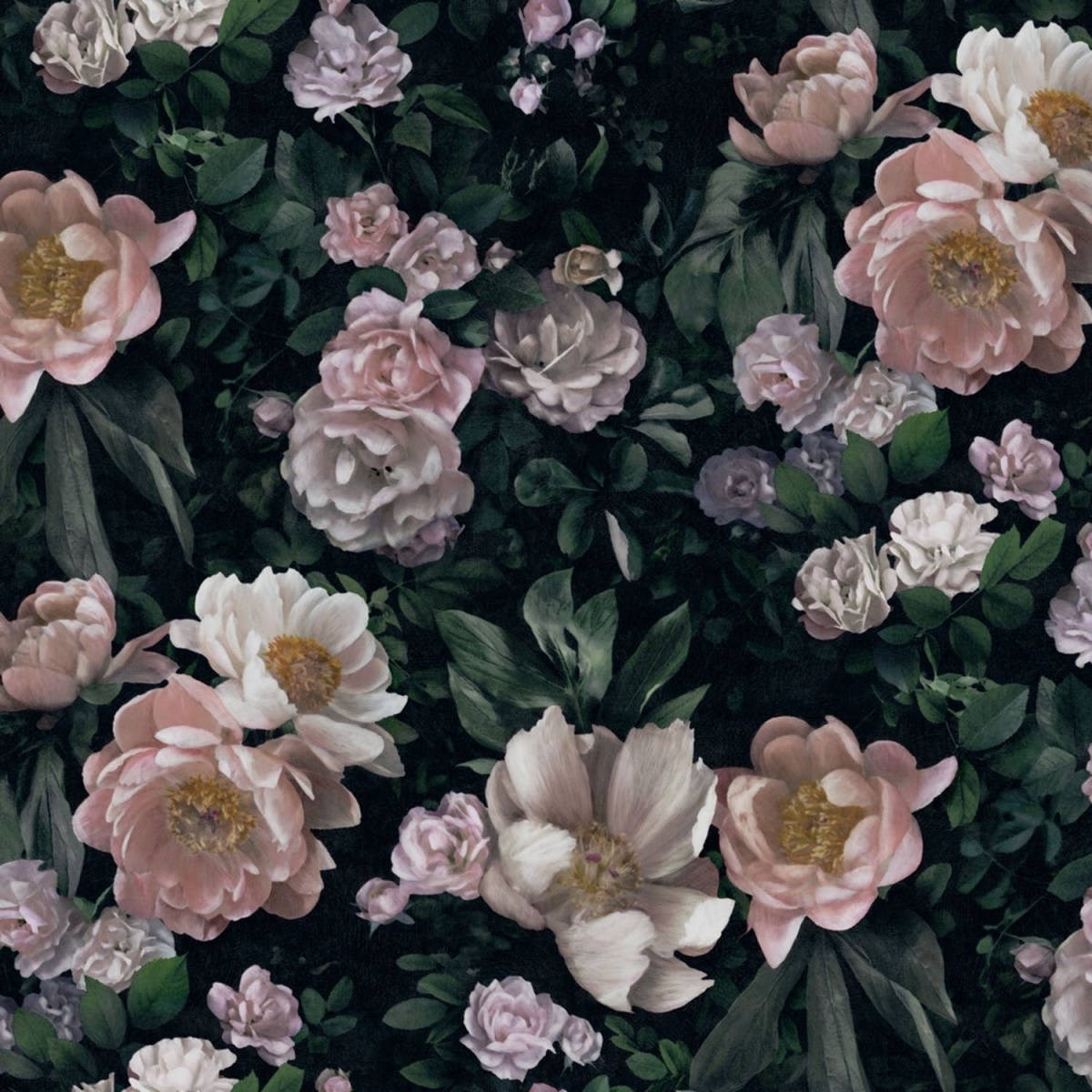 Tapet In Bloom New Dawn Rose 7234