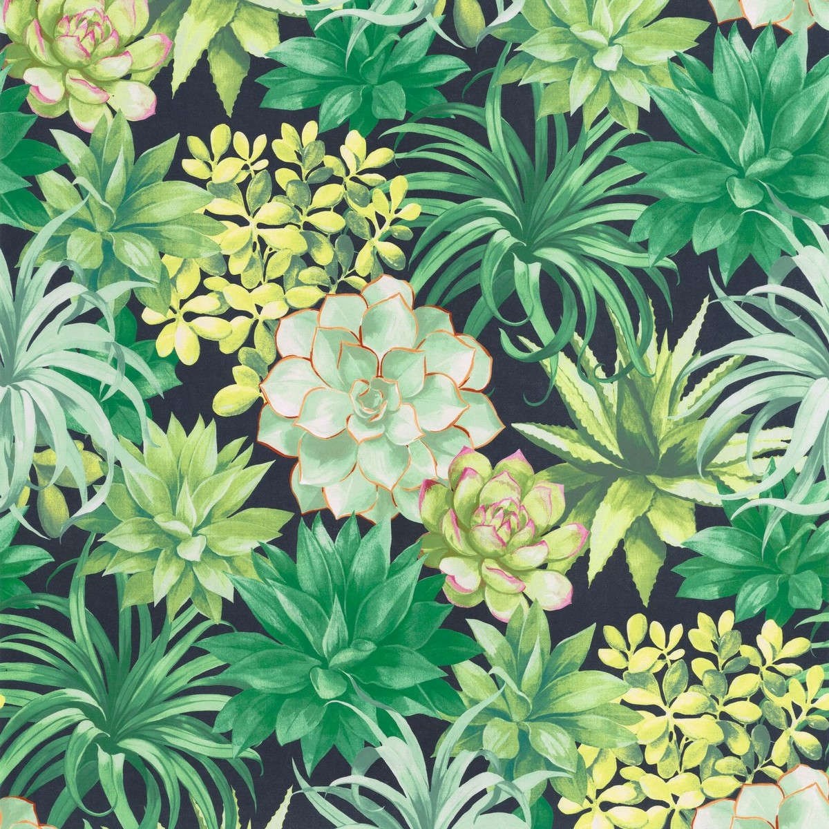 Tapet Botanica Echeveria Vert Jungle Bota85917396