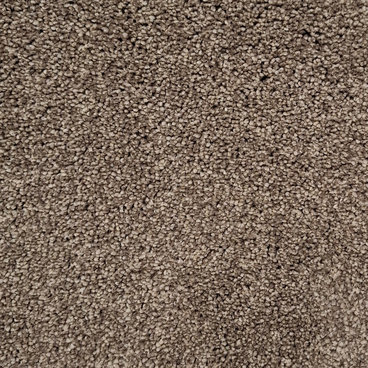 Heltäckningsmatta Inspiration Acorn 221 390cm