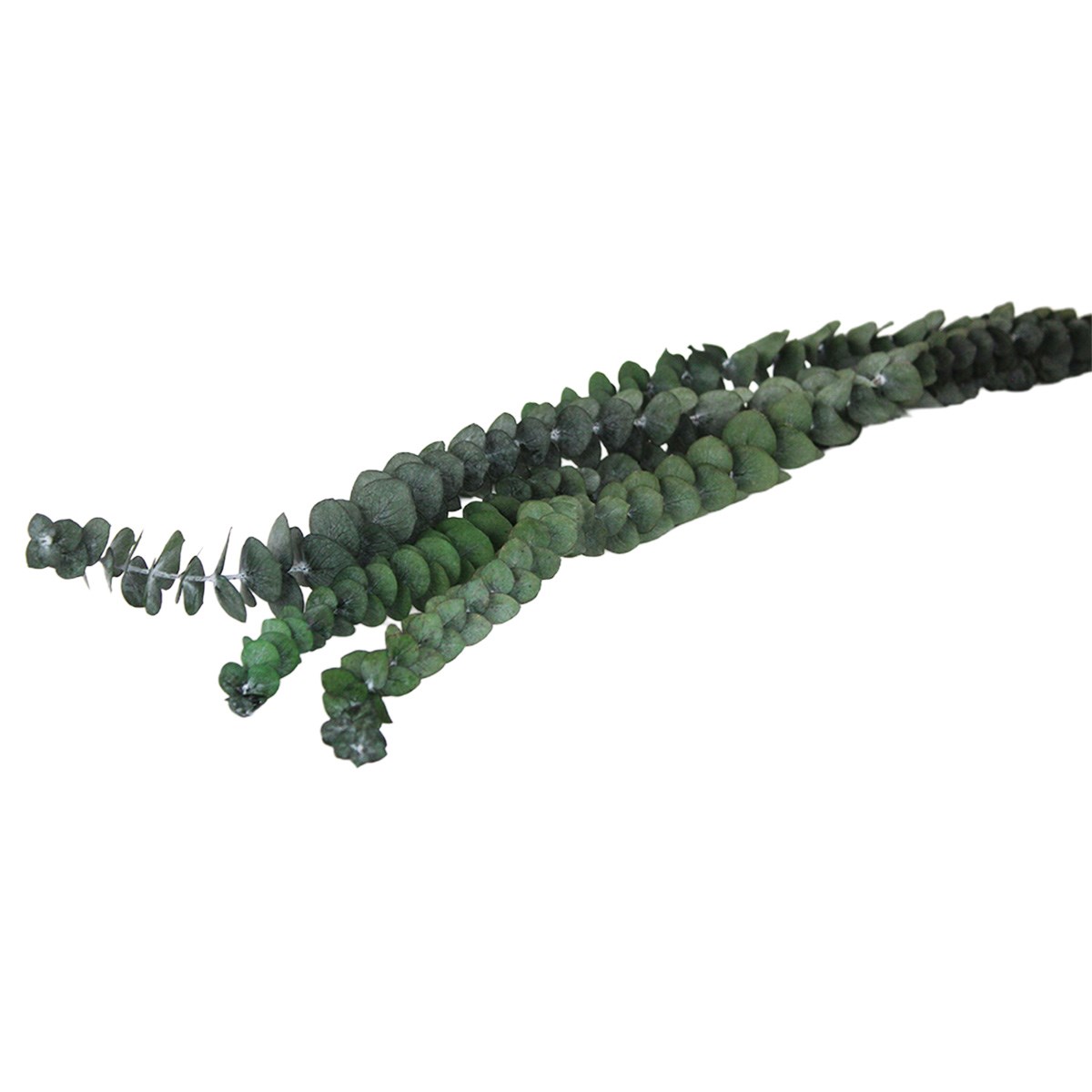 Dekoration Eucalyptus 65cm Green