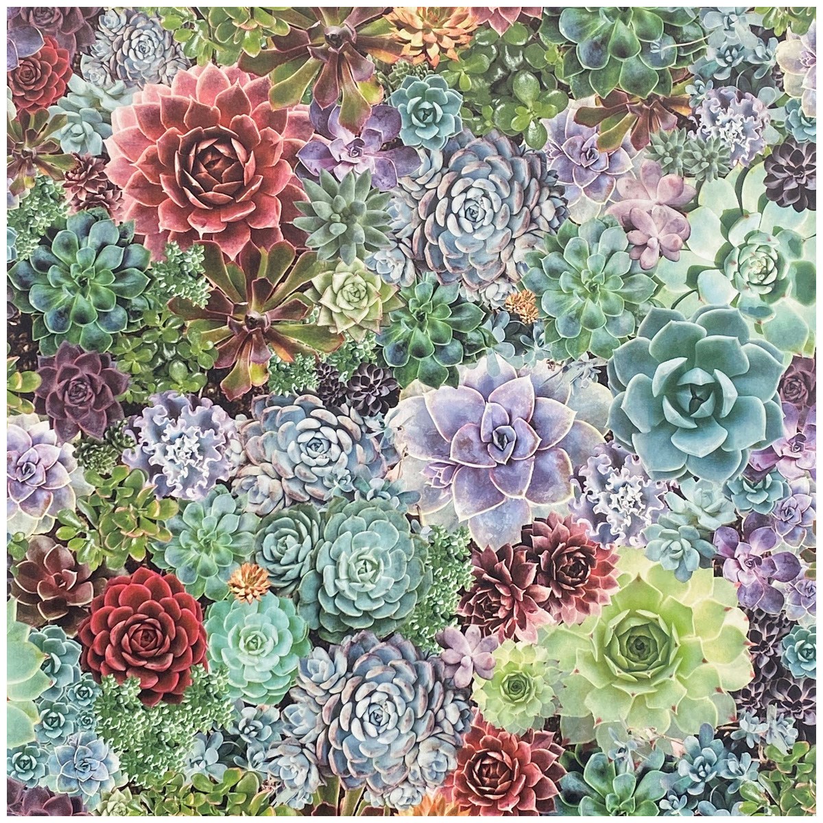 Tapet Fantasia III Succulent Living Wall Multi 259402